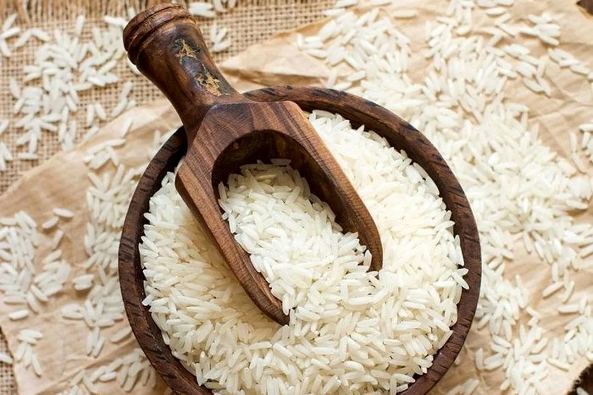 برنج شیرودی چیست و چه ویژگی‌هایی دارد؟ خرید و قیمت برنج شیرودی - گالش